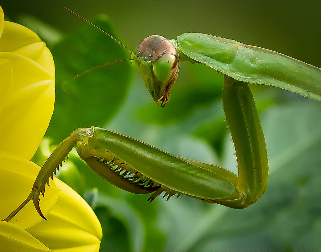 Nature In Class M By Darlene Whitmore For Praying For A Meal MAY-2019.jpg
